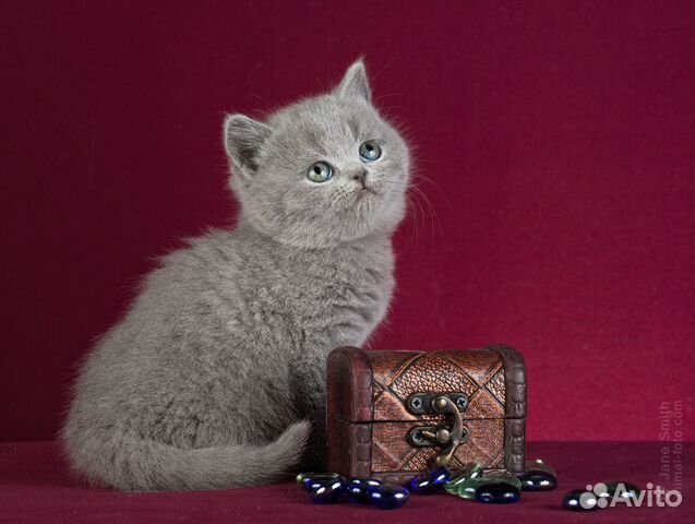 Британские котята, голубой окрас купить на Зозу.ру - фотография № 2