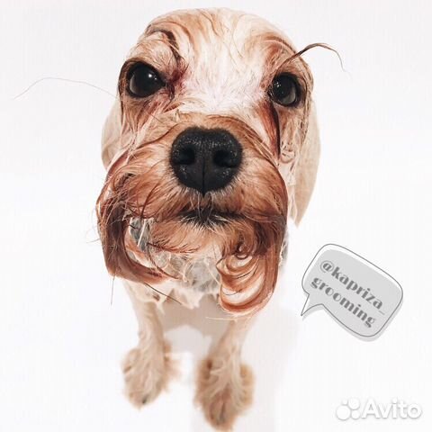 Стрижка собак и кошек