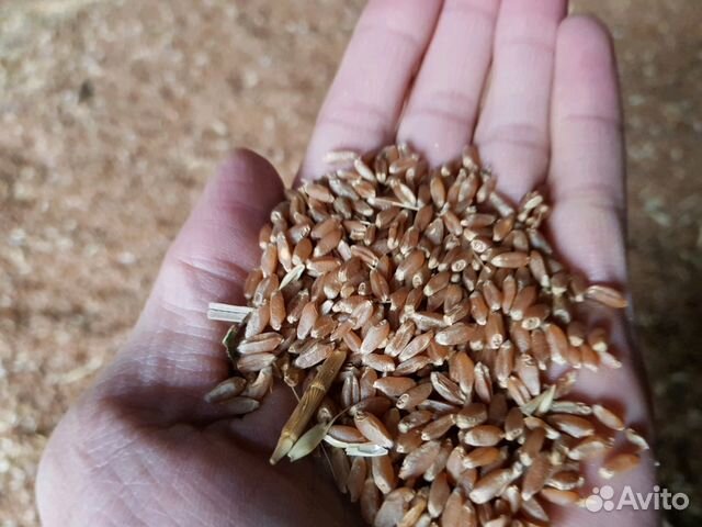 Зерно пшеницы купить на Зозу.ру - фотография № 1