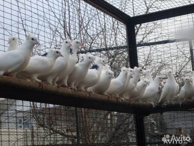 Иранские голуби Виктор купить на Зозу.ру - фотография № 3