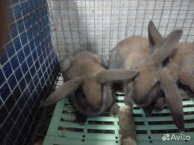 Кролики,Калифорния,Серебро,Французский баран купить на Зозу.ру - фотография № 6