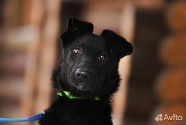 Черная красавица щенок Берта в добрые руки купить на Зозу.ру - фотография № 7