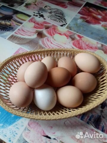 Яйцо инкубационное от домашних курочек купить на Зозу.ру - фотография № 2