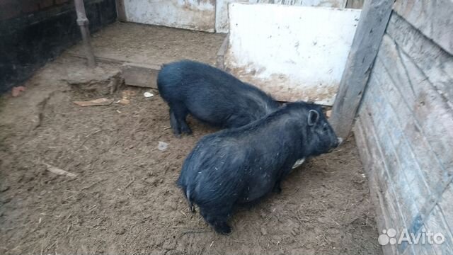 Вьетнамские вислобрюхие свинки купить на Зозу.ру - фотография № 5
