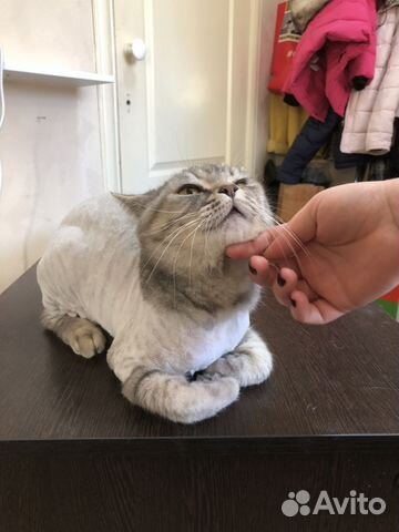 Груминг (стрижка кошек)