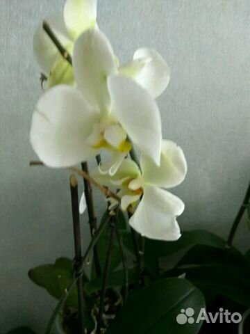 Орхидея, фаленопсис, каттлея, камбрия
