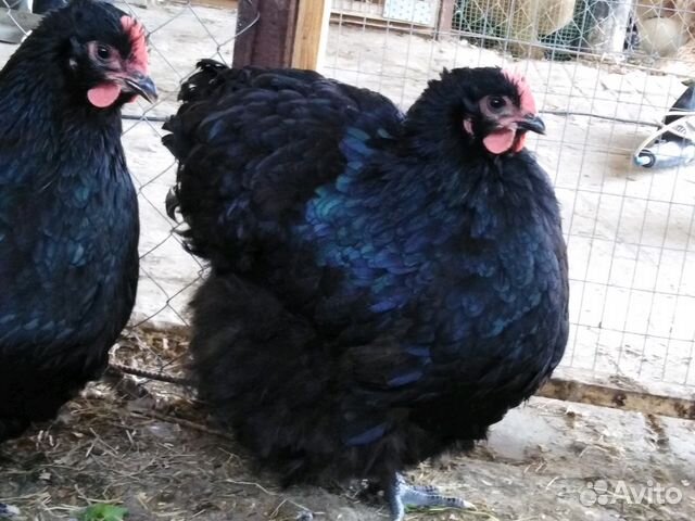 Чёрный орпингтон яйцо, цыплята купить на Зозу.ру - фотография № 5