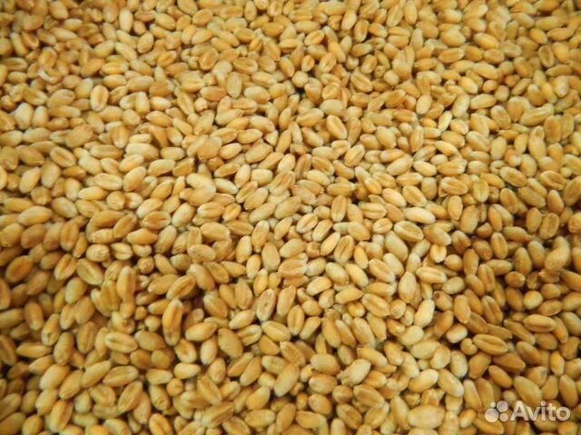 Пшеница,семечки и другие корма купить на Зозу.ру - фотография № 1