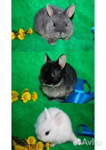 Карликовые кролики породистые купить на Зозу.ру - фотография № 2