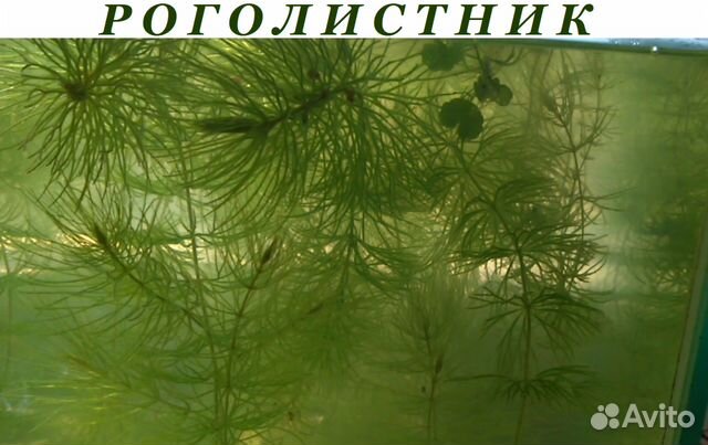 Гуппи, Дафния живая. Растения купить на Зозу.ру - фотография № 8