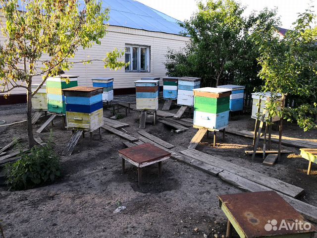 Пчёлы купить на Зозу.ру - фотография № 7