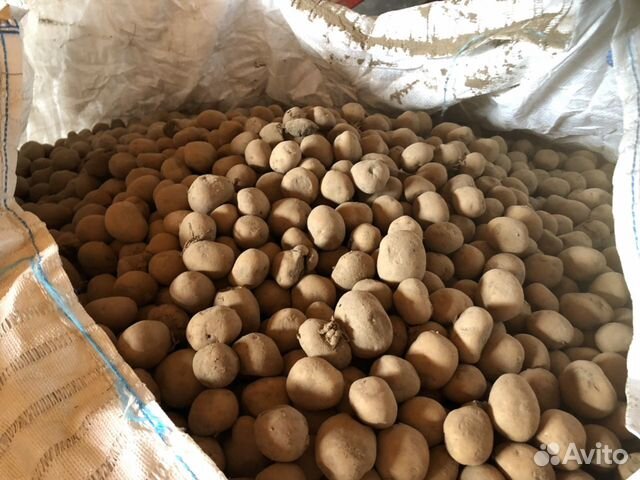 Сельхозпредприятие реализует фуражный картофель купить на Зозу.ру - фотография № 1
