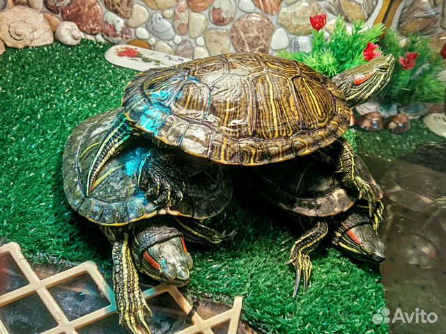 Красноухие черепахи самцы купить на Зозу.ру - фотография № 1