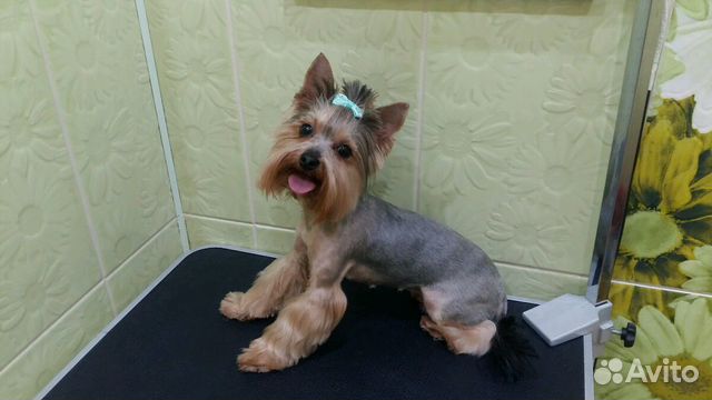 Стрижка собак мелких пород и котов