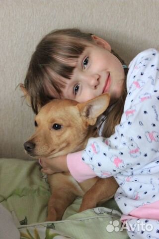 Пропала собака купить на Зозу.ру - фотография № 4