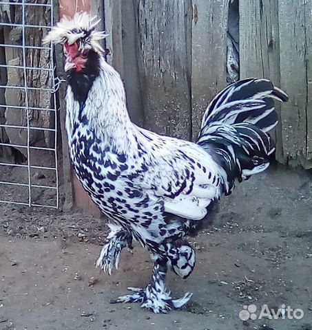 Инкубационное яйцо куриное, уток, гусей, перепелок купить на Зозу.ру - фотография № 6