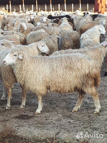 Валушки (овцы, бараны, ягнята) купить на Зозу.ру - фотография № 4