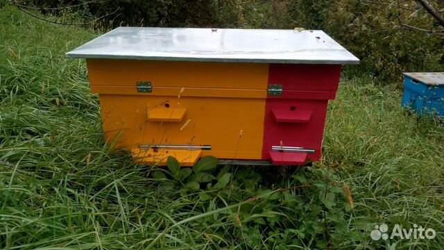 Пчелы с ульями, пчелапакеты купить на Зозу.ру - фотография № 2