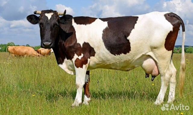 Продам корову и сено для неё купить на Зозу.ру - фотография № 1
