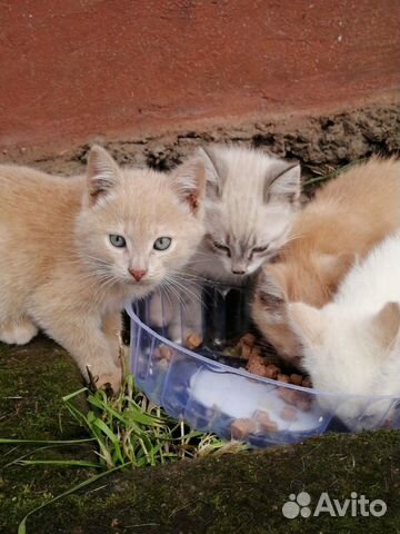 Простые котятки купить на Зозу.ру - фотография № 1