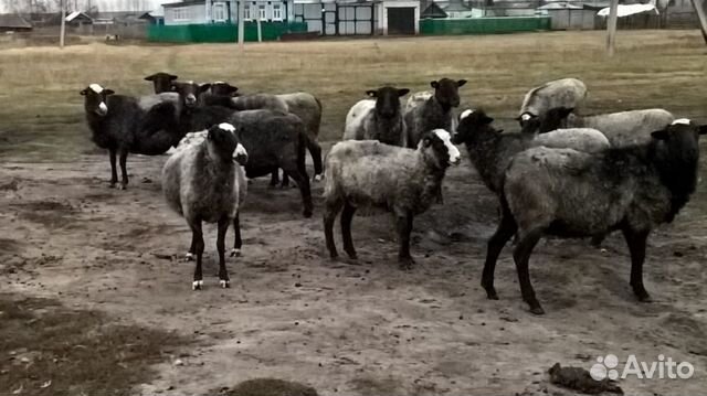 Продаю овец на плямя,с ягнятами купить на Зозу.ру - фотография № 2