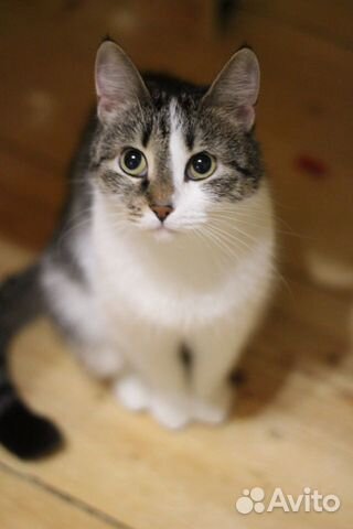 Луча кошка 1,5 года купить на Зозу.ру - фотография № 5
