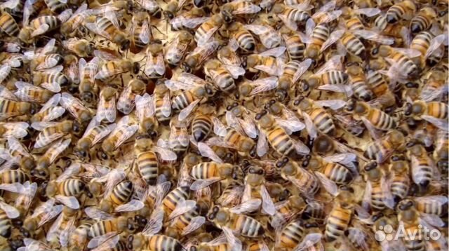 Пчелы бакфаст купить на Зозу.ру - фотография № 1