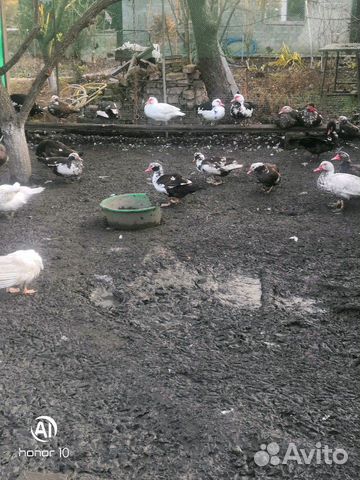 Индо утки купить на Зозу.ру - фотография № 3