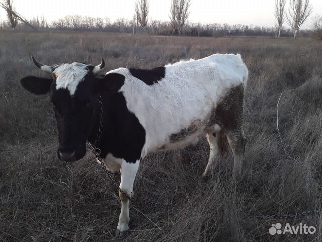 Корова с теленком 60тыс. и телка 50тыс купить на Зозу.ру - фотография № 2