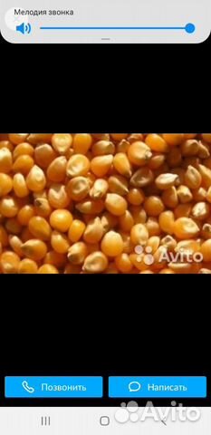Кукуруза и Пшеница урожая 2019 ода купить на Зозу.ру - фотография № 3