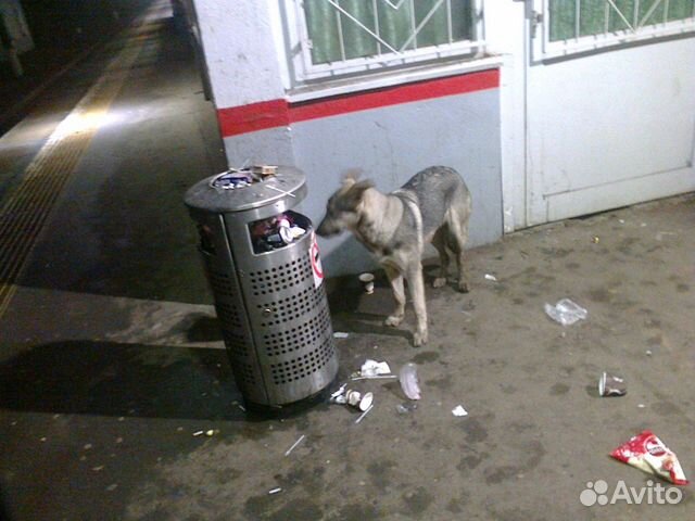 Потерялась собака купить на Зозу.ру - фотография № 2