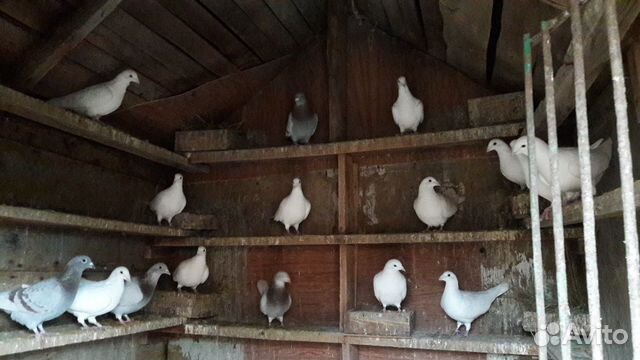 Серпасто-выворотные голуби, бойные, почтари купить на Зозу.ру - фотография № 6