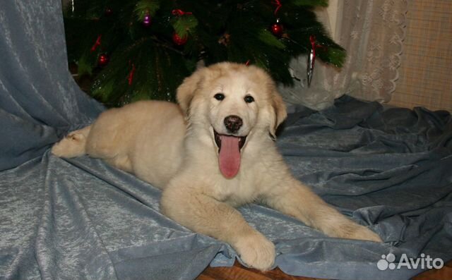 Большая перинейская горная собака - щенки купить на Зозу.ру - фотография № 7