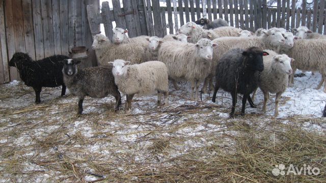 Овцы,бараны,молодняк мелкого рогатого скота купить на Зозу.ру - фотография № 3