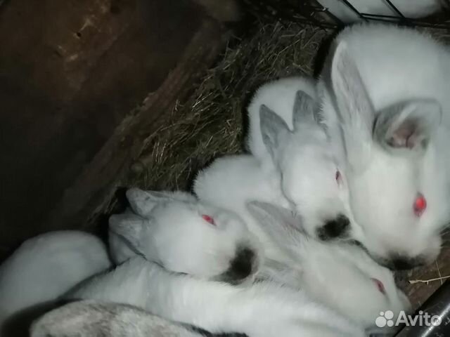 Кролики калифорнийские 1-2 месяца купить на Зозу.ру - фотография № 5