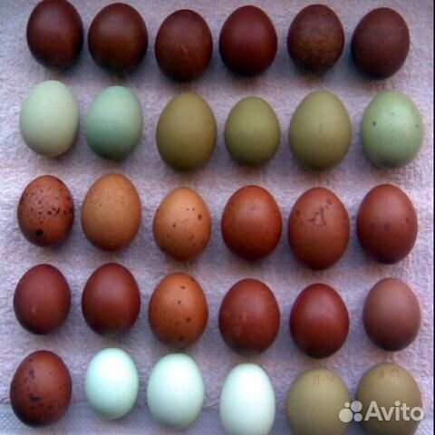 Инкубационное яйцо с доставкой по России купить на Зозу.ру - фотография № 5