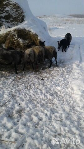 Романовская порода овец купить на Зозу.ру - фотография № 6