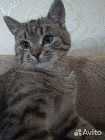 Кошка Кошка