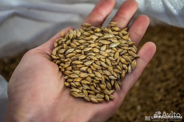 Ячмень, пшеница, овес купить на Зозу.ру - фотография № 1