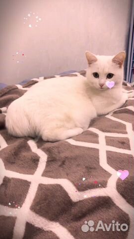 Ищем котика на вязку Ищем котика на вязку