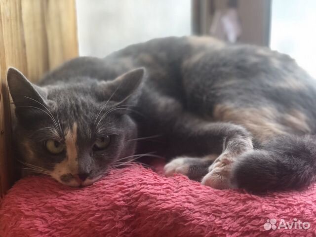 Особенная кошечка подросток