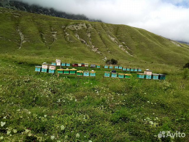 Пчелы.Пчелопакеты 3+1 на рамку дадан и 4+1 рутта купить на Зозу.ру - фотография № 5