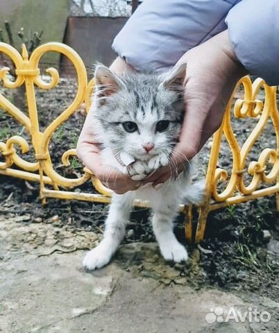 Котенок бесплатно купить на Зозу.ру - фотография № 3