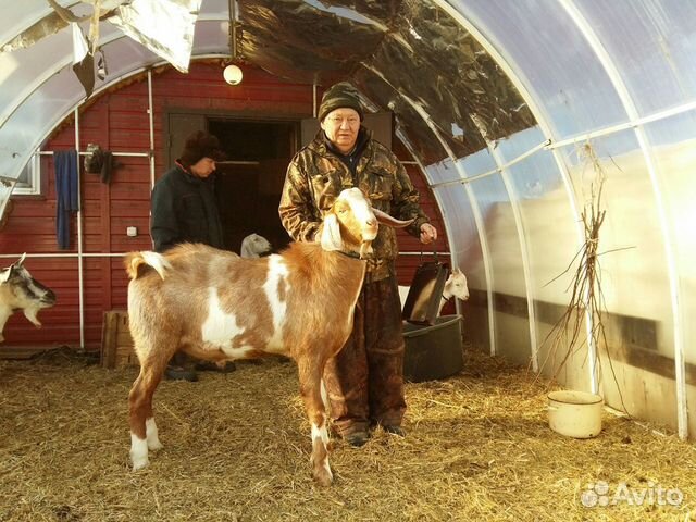 Козы с молоком купить на Зозу.ру - фотография № 7