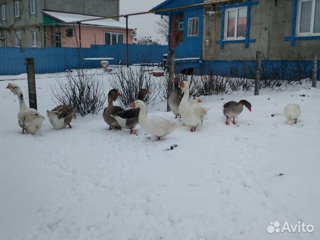 Гуси и кролики купить на Зозу.ру - фотография № 4