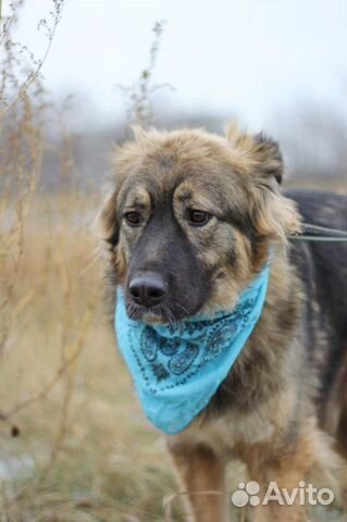 Красивая собака Шерри ищет дом и хозяина купить на Зозу.ру - фотография № 2