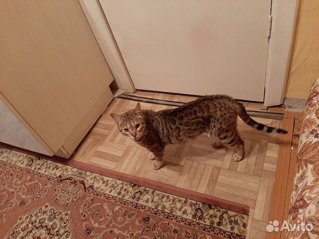 Кошка бенгалка купить на Зозу.ру - фотография № 4