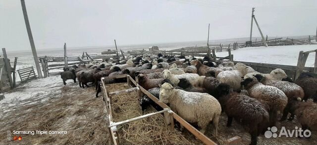 Козы и овечки купить на Зозу.ру - фотография № 1