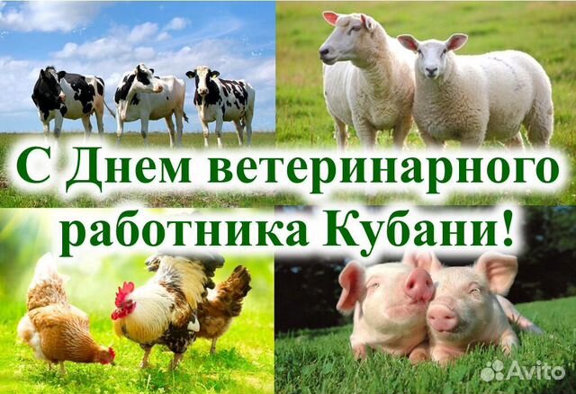 Машинка для стрижки овец купить на Зозу.ру - фотография № 2