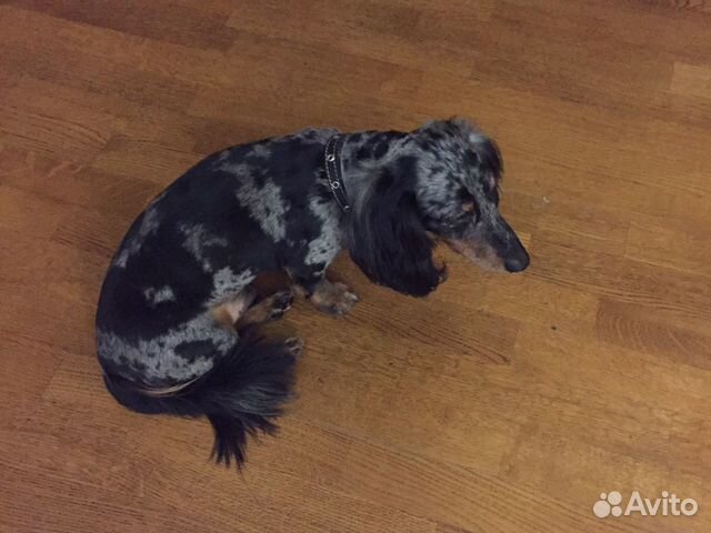 Животные: готов для вязки Животные: готов для вязки